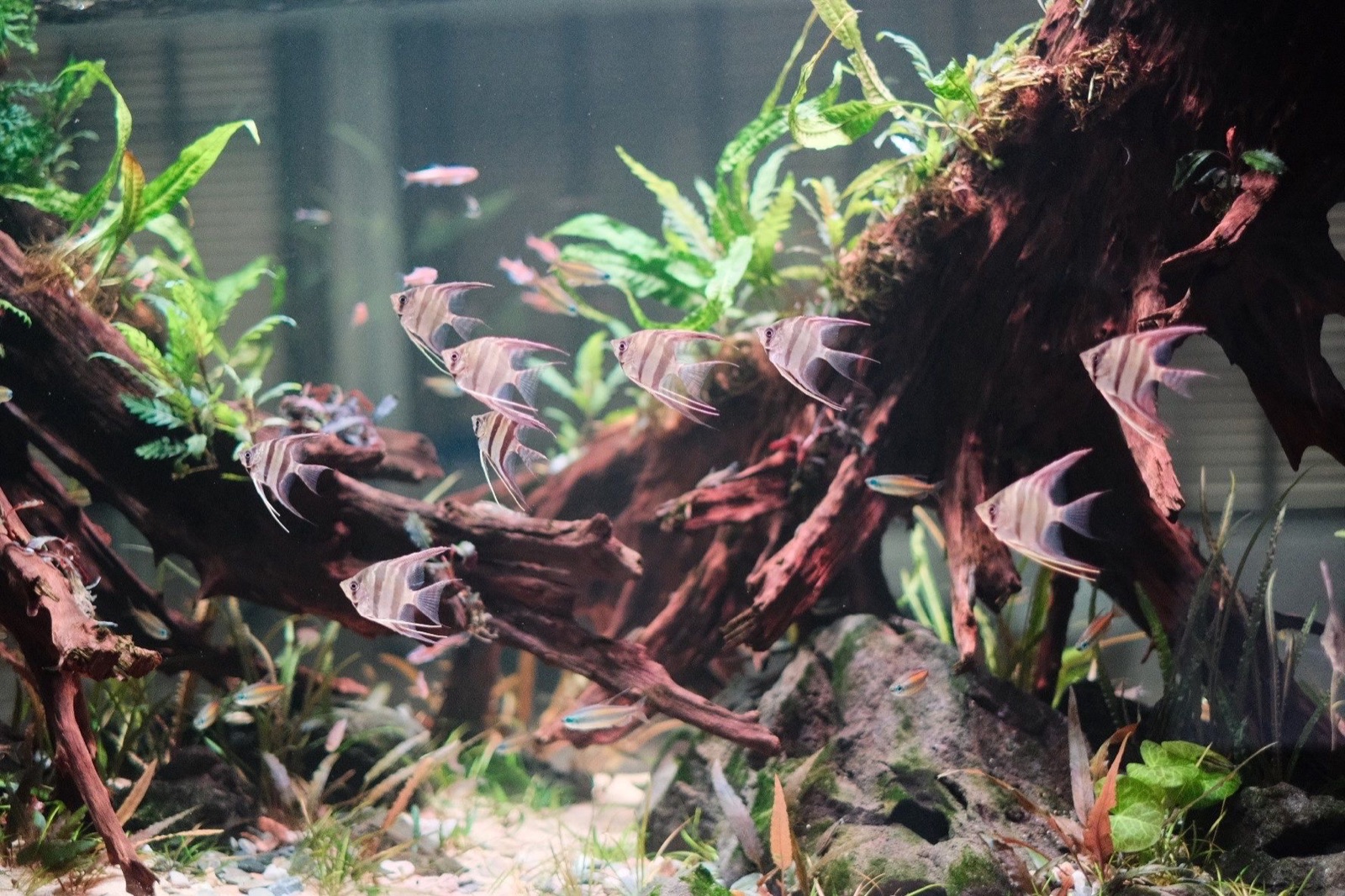 Crossing: the altum angel colony among the roots