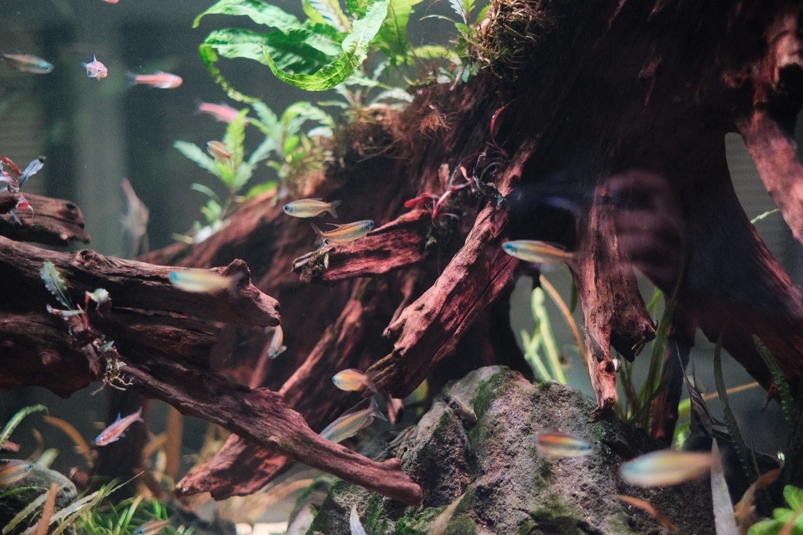 Crossing: tetras over the driftwood
