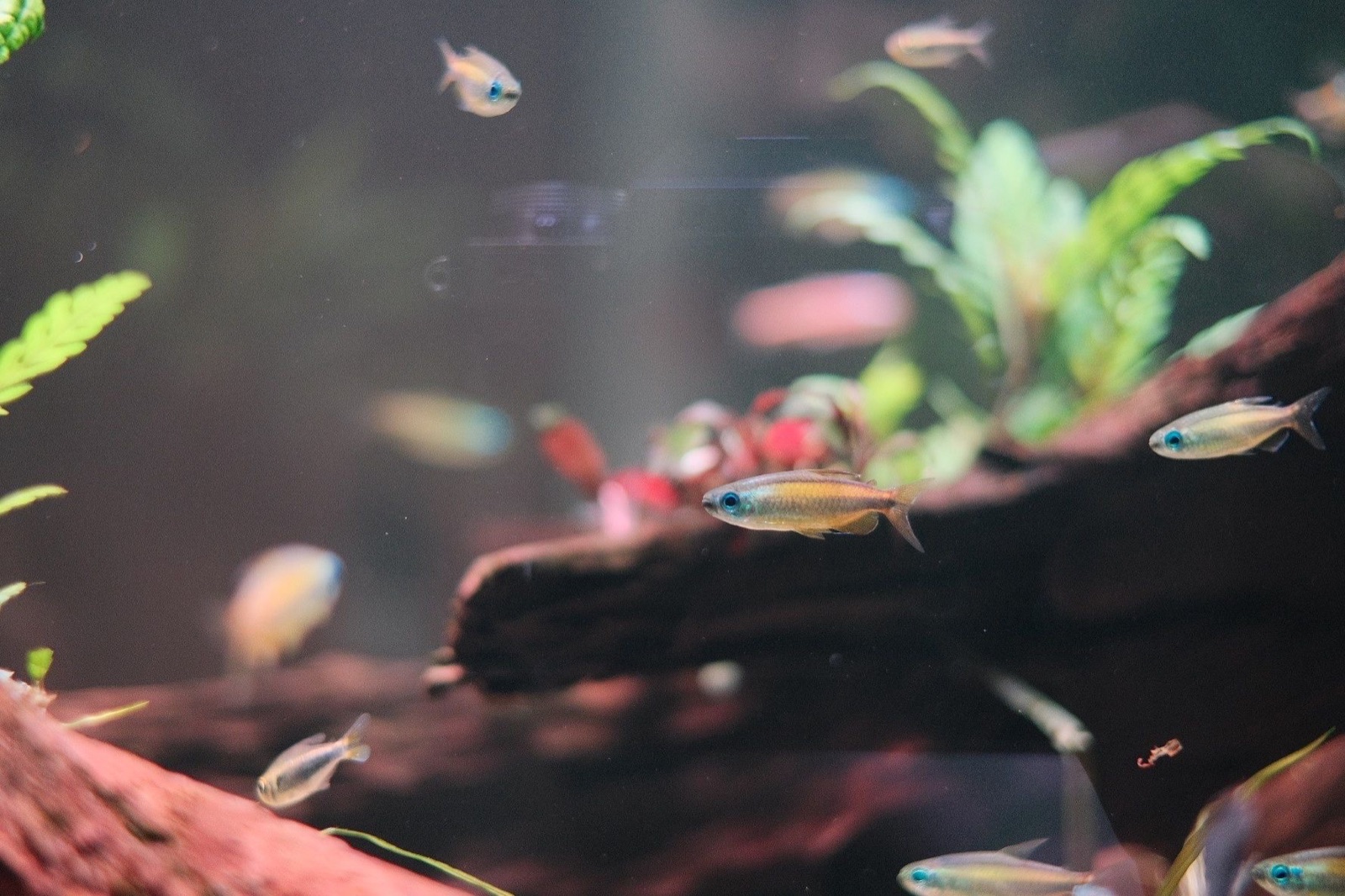 Crossing: community tetras in the planted scape