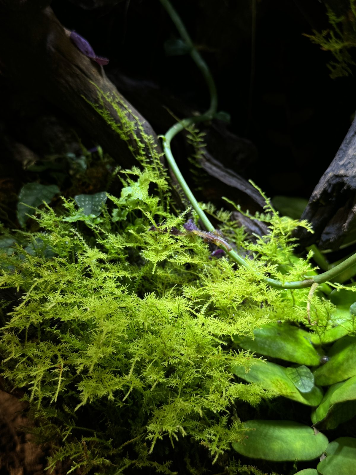 Canopy: moss and planting detail