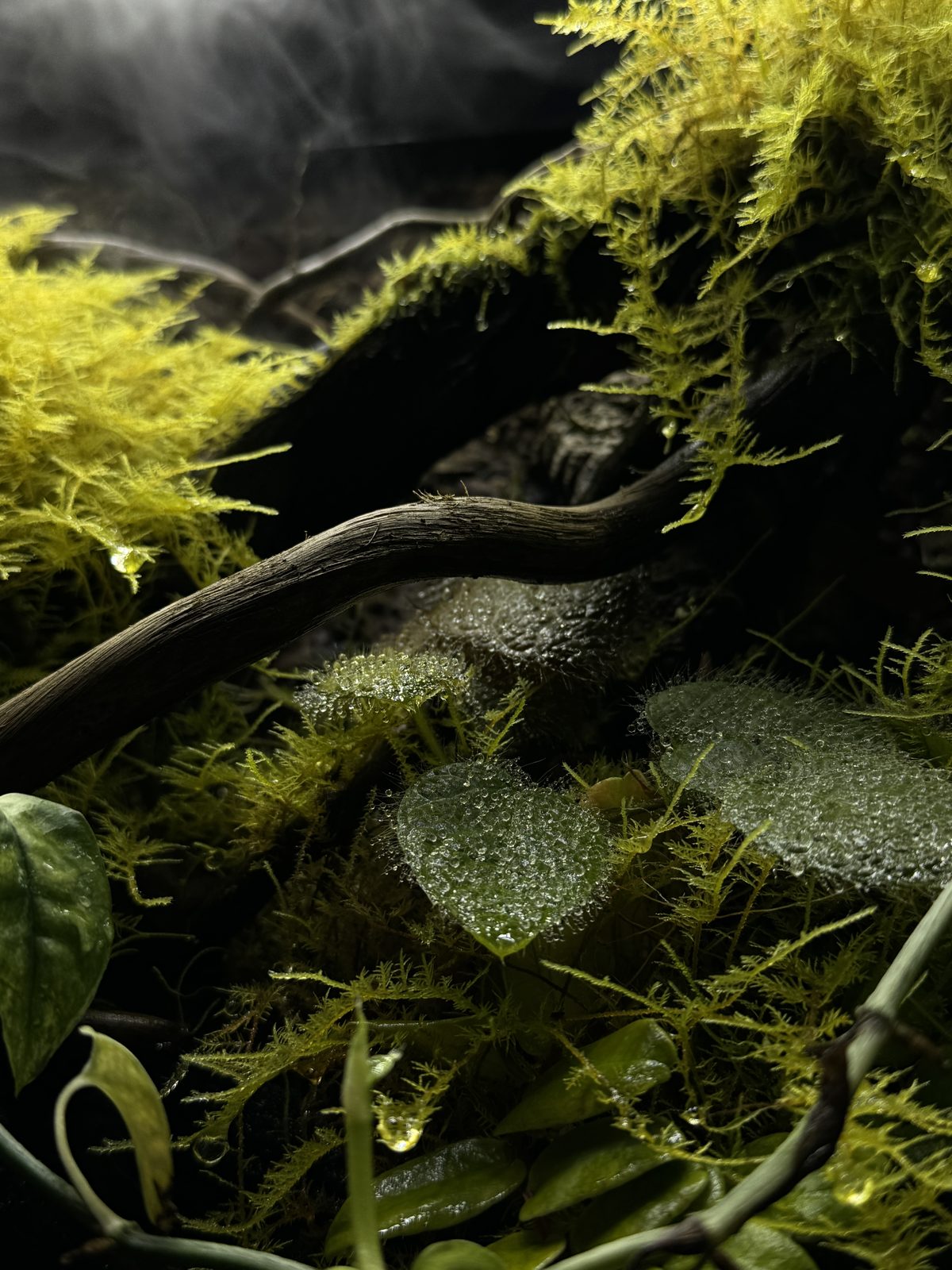 Canopy: moss and planting detail