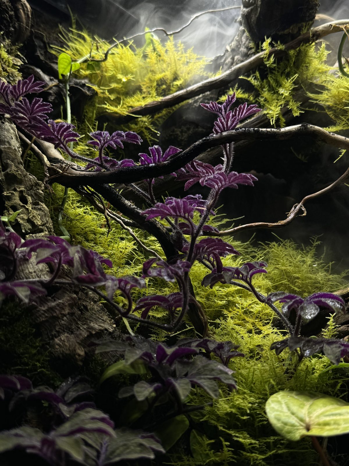 Canopy: moss and planting detail