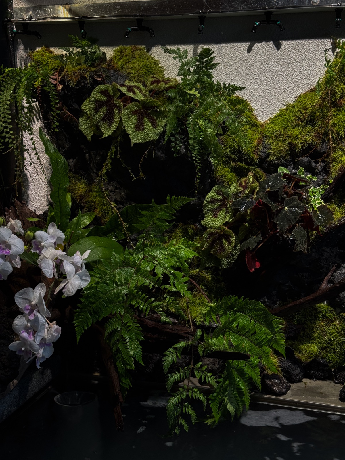 Naturalistic Pondscape: ferns, orchids and moss over the pond