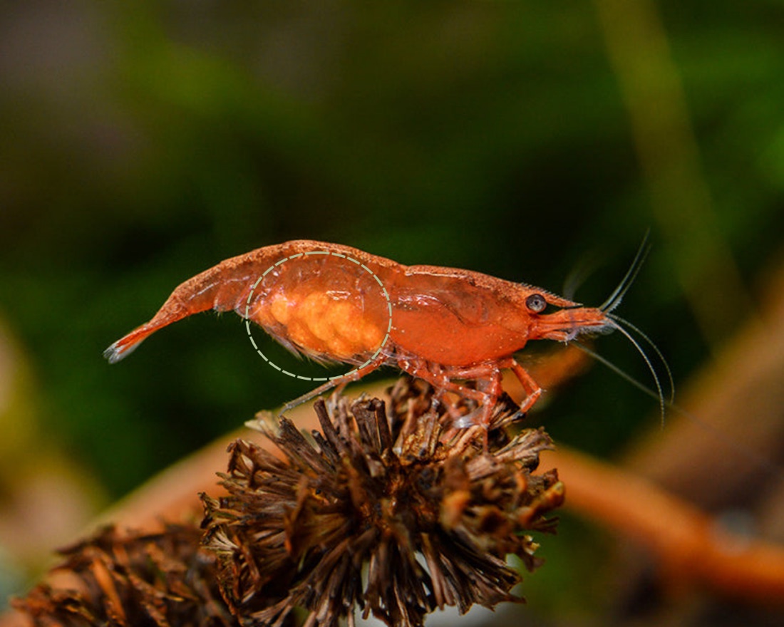 A berried female shrimp carrying eggs under her tail