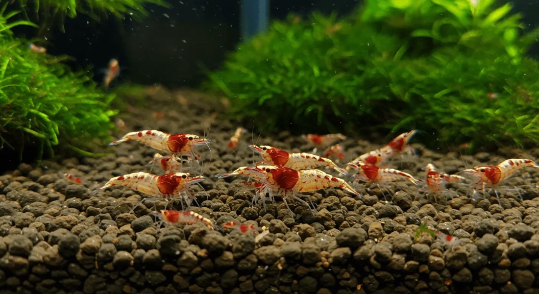 Shrimp grazing constantly over every surface