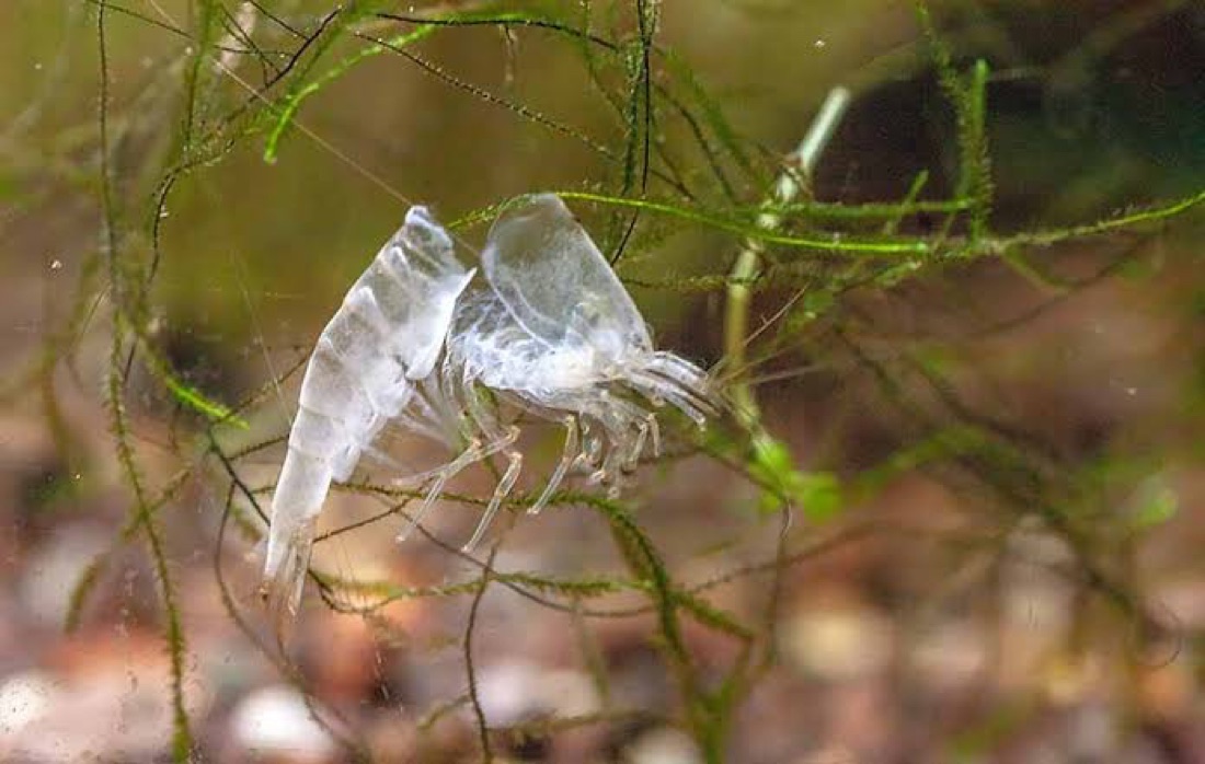 A tiny white shed casing from a moulting shrimp