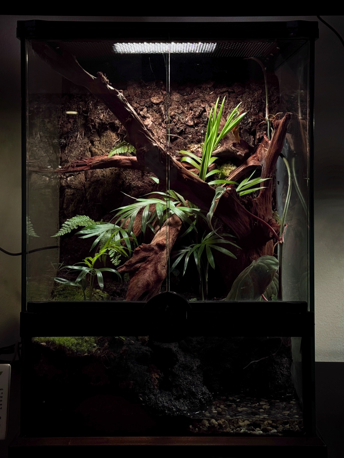 Canopy Signature paludarium