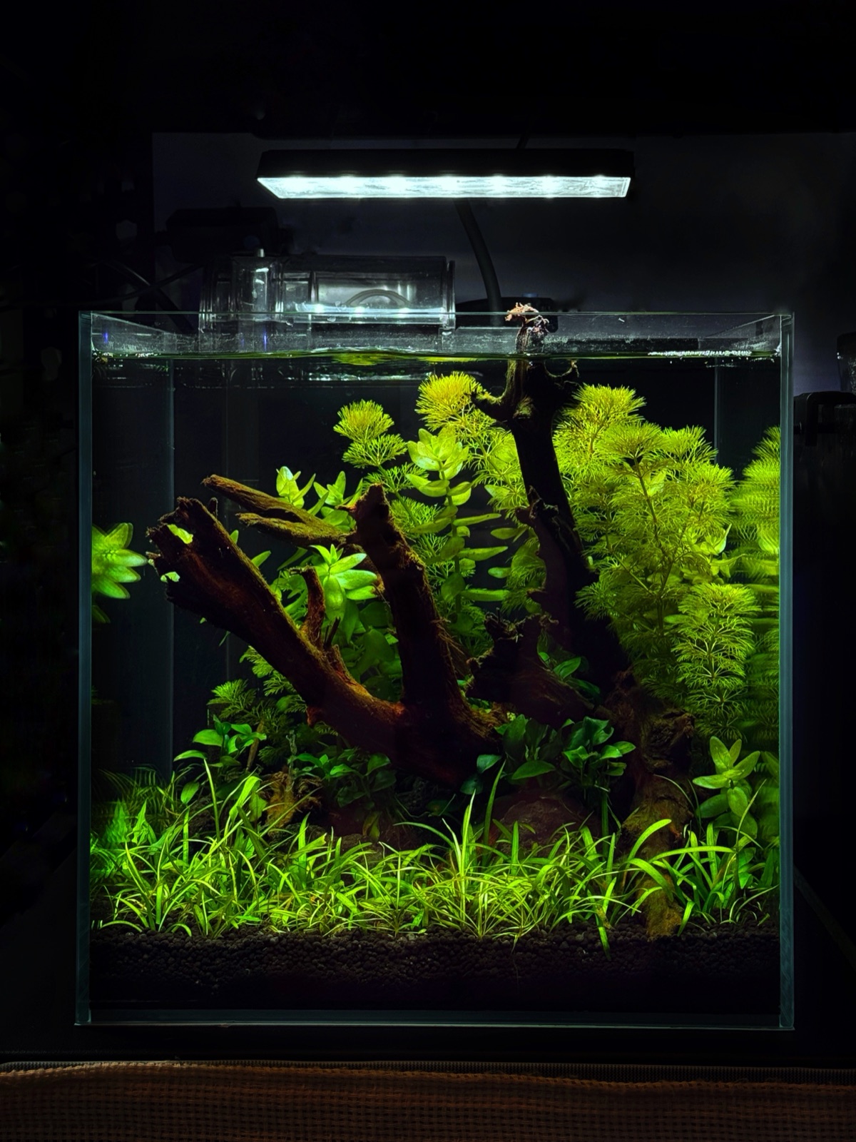Shrimp Signature aquarium