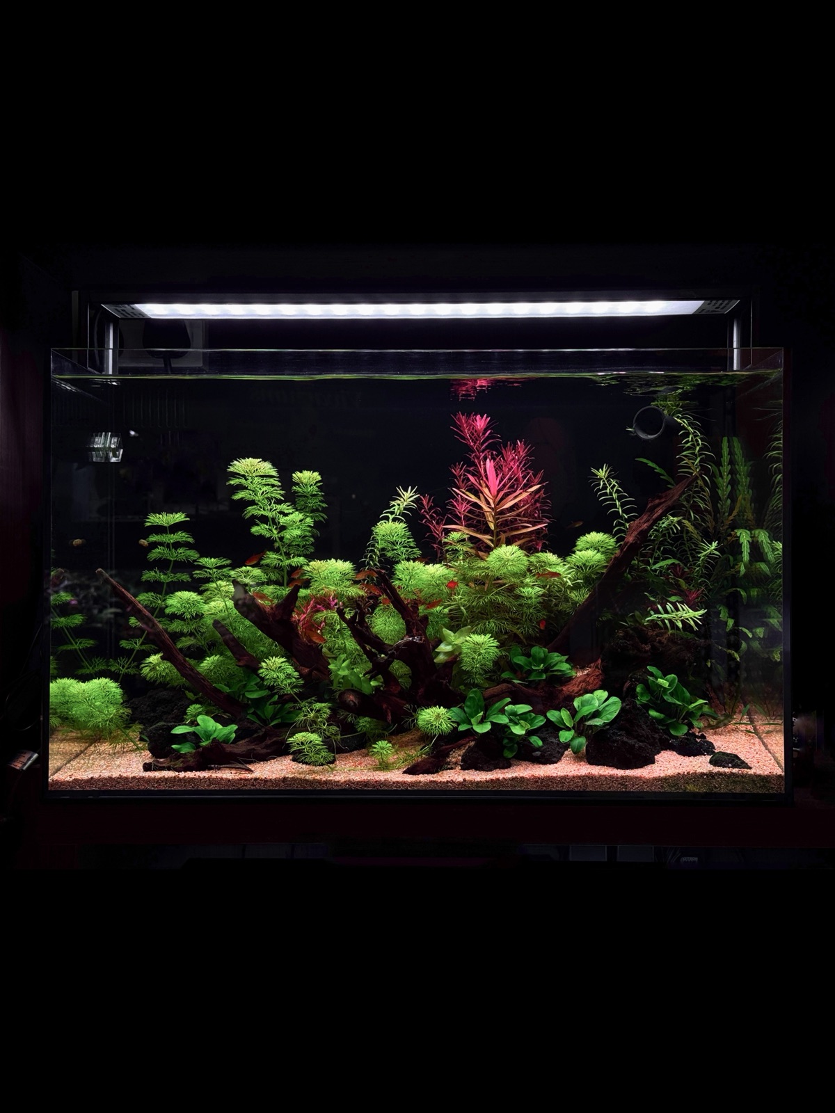 Stream Signature aquarium