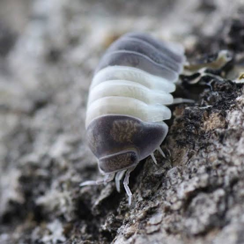 Panda king isopods — a terrarium clean-up crew