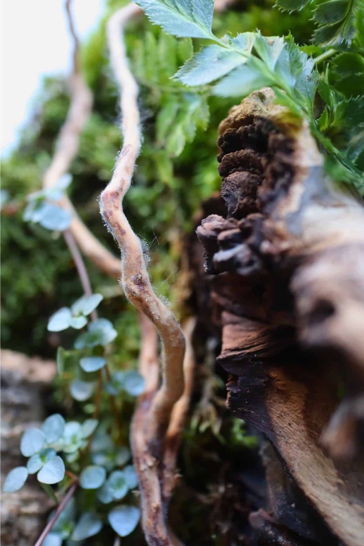 White fuzzy mould on terrarium wood