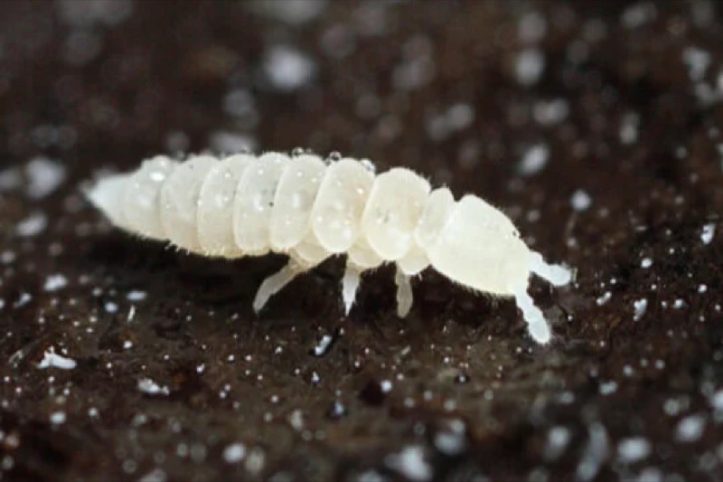 Springtails — a terrarium clean-up crew