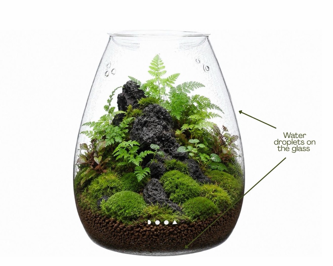 Misting a terrarium and checking the false bottom