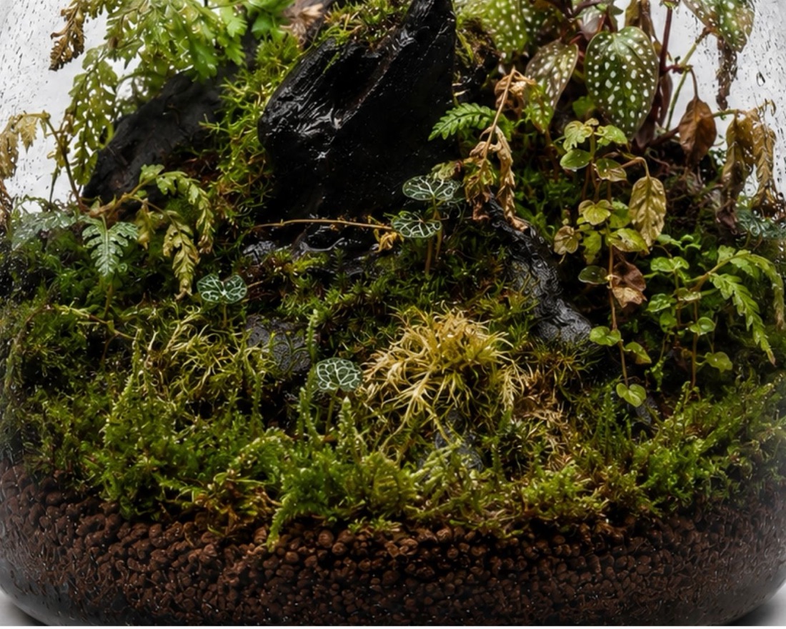 Widespread wilting in a terrarium