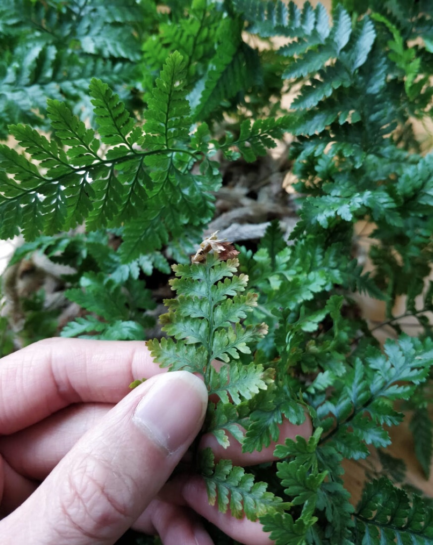 A few yellowing leaves inside a terrarium