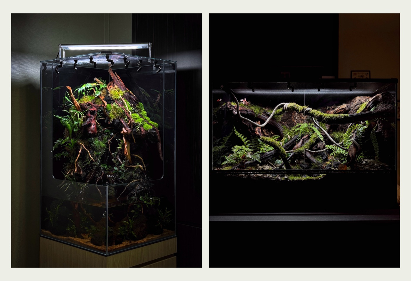 An open-top paludarium, viewable without glass across the scene