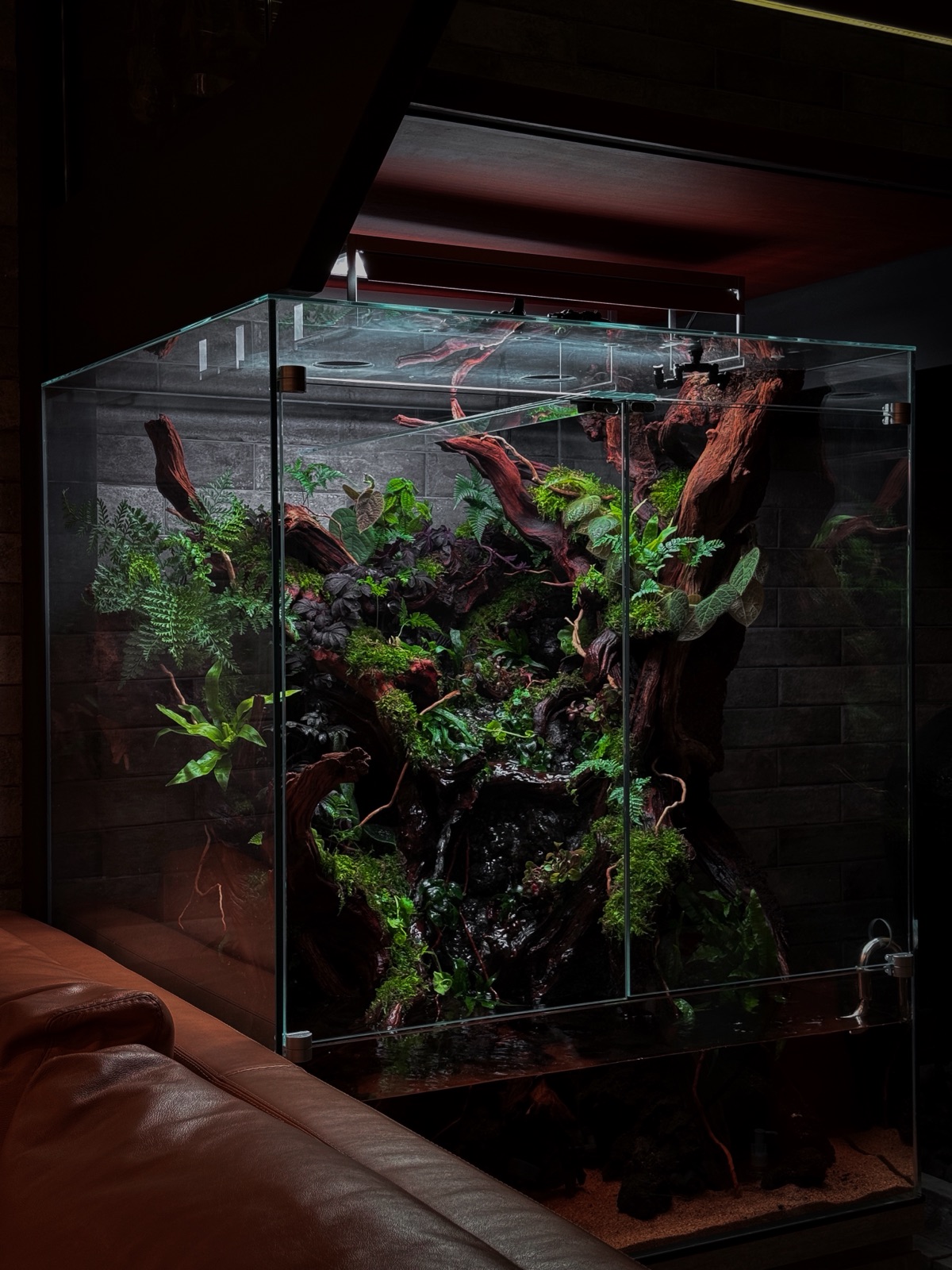 A CCS paludarium standing as a living centrepiece in a living room