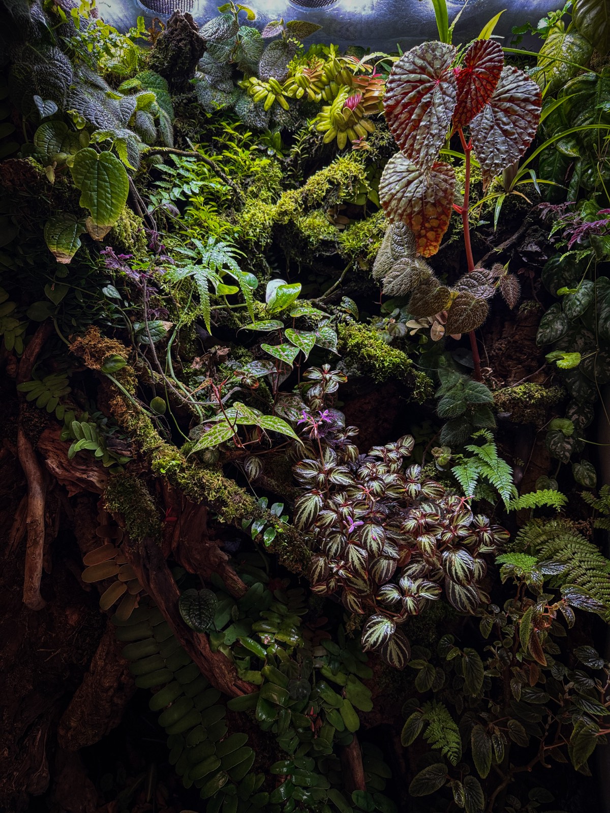 A tall vivarium standing in as a living green wall
