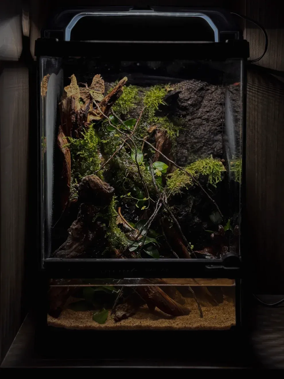 Mini Paludarium Workshop