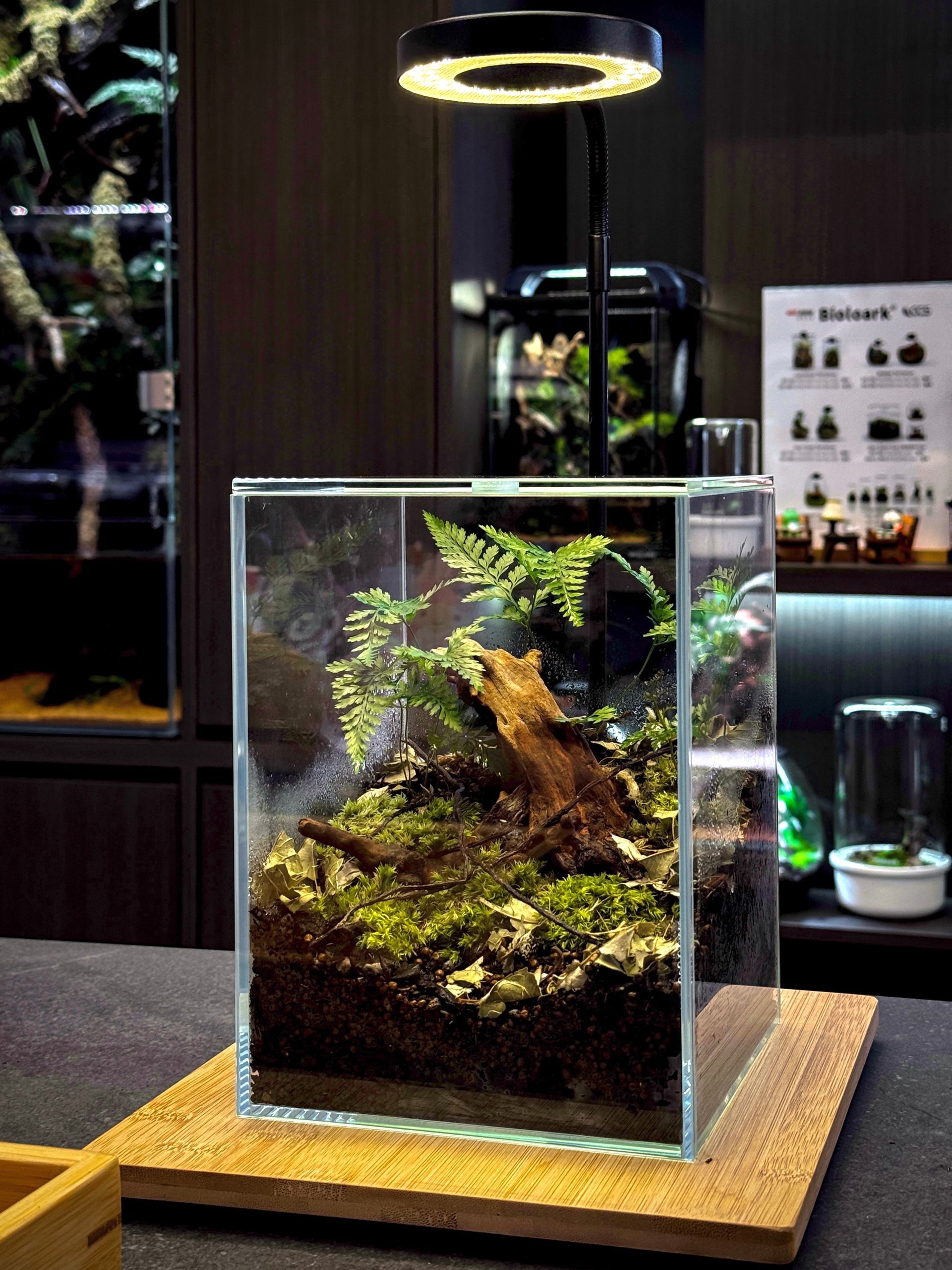 Nature Terrarium