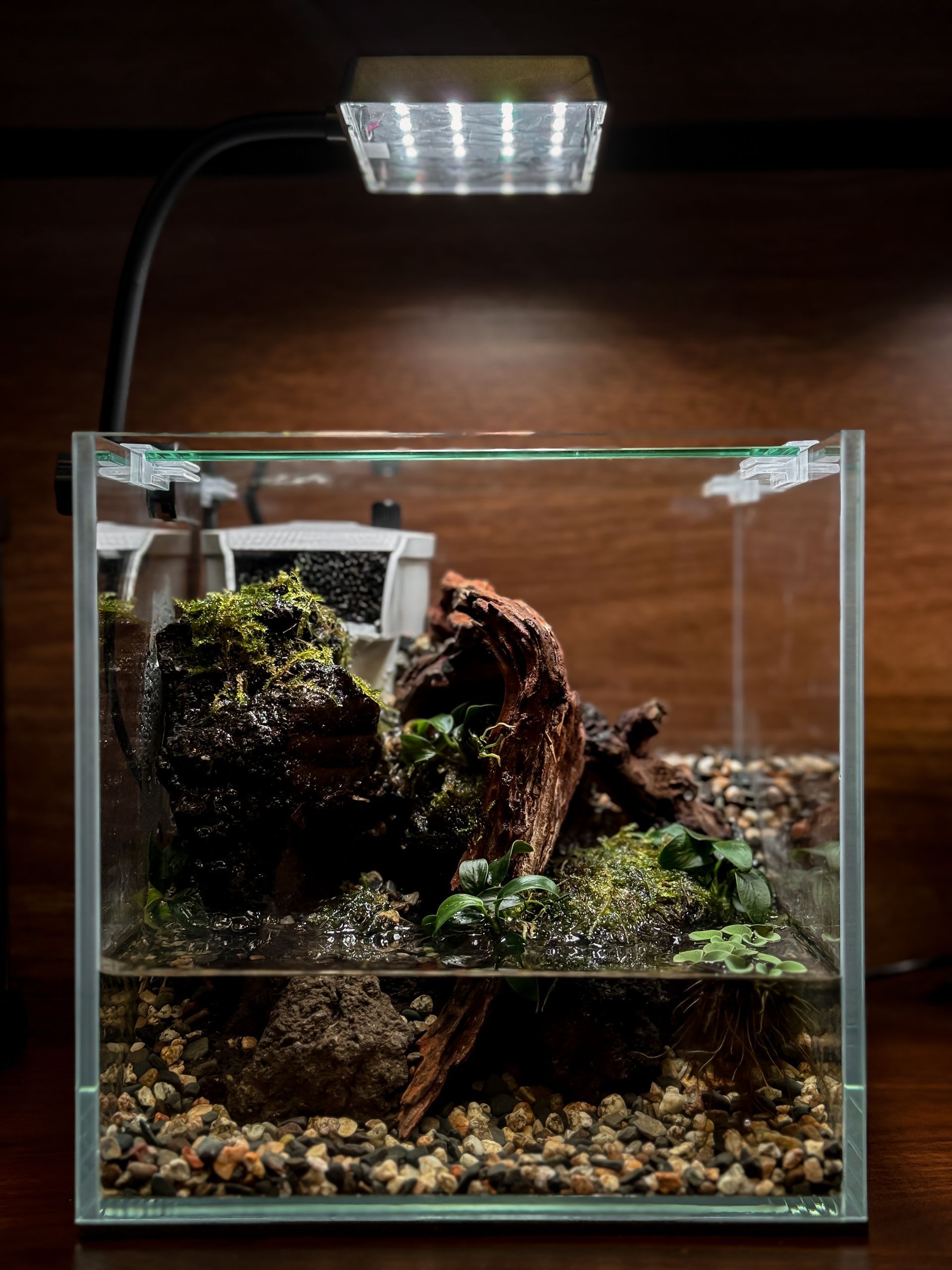 Crab Nano Paludarium Workshop