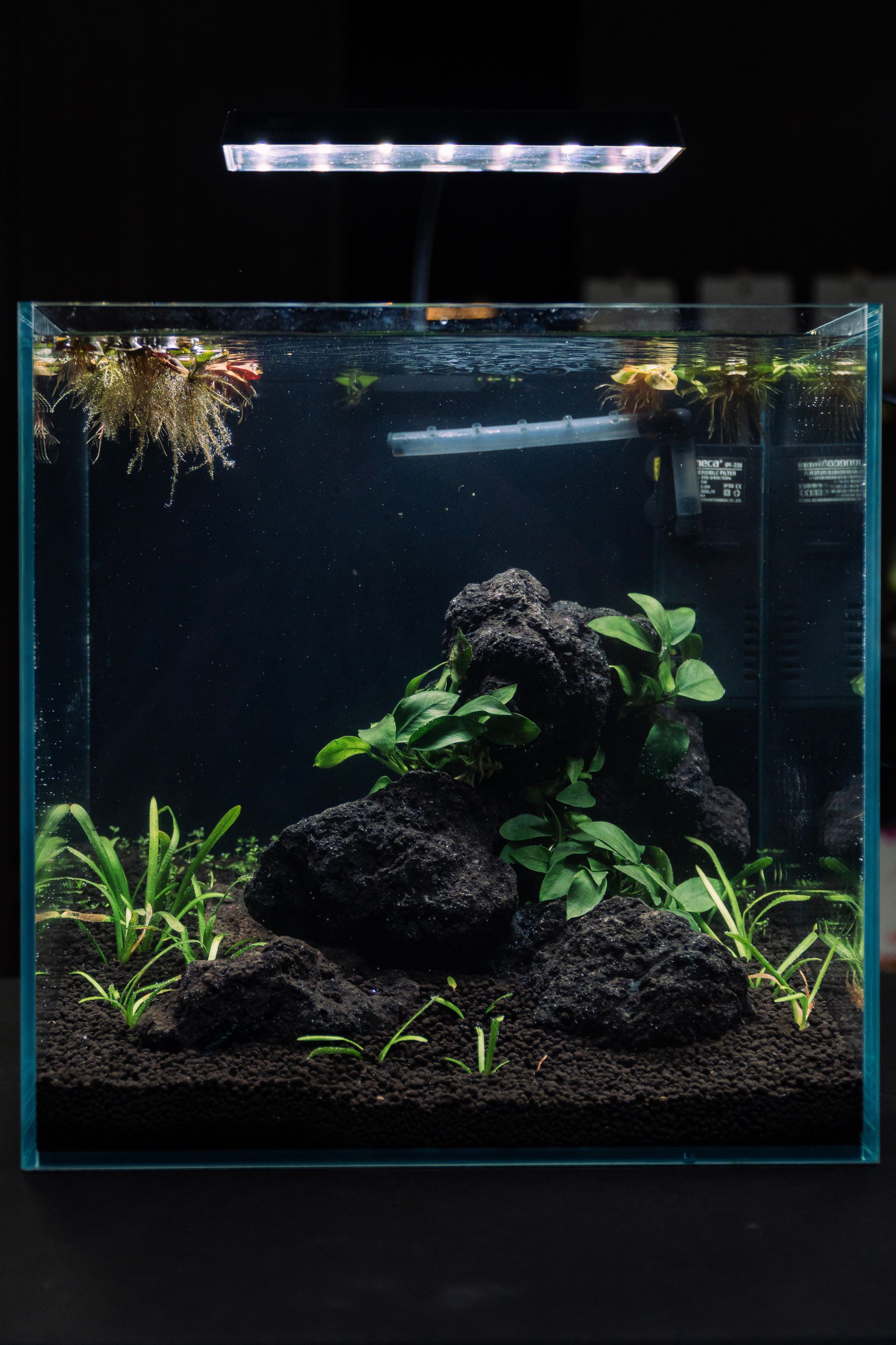 Shrimp Classic Aquascape Workshop