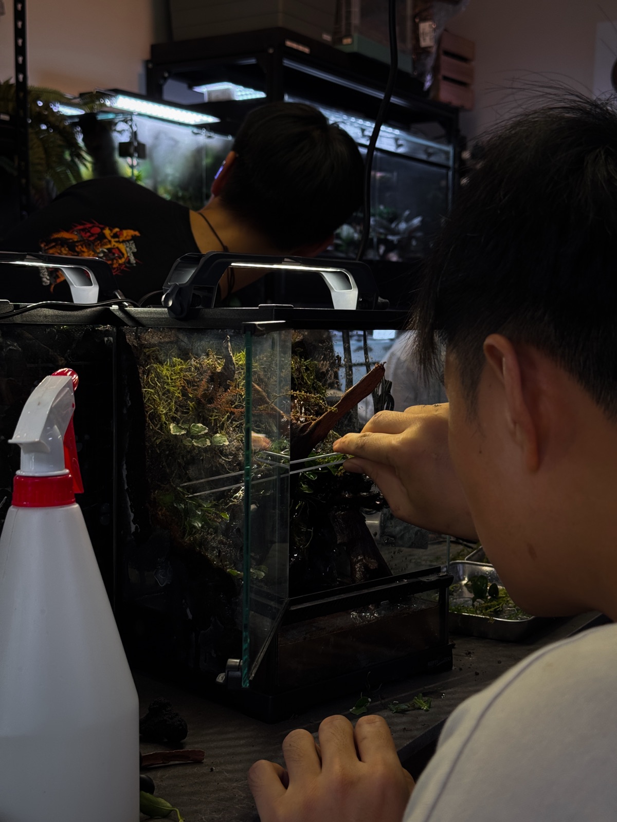 Detailed hands-on work on a planted vivarium