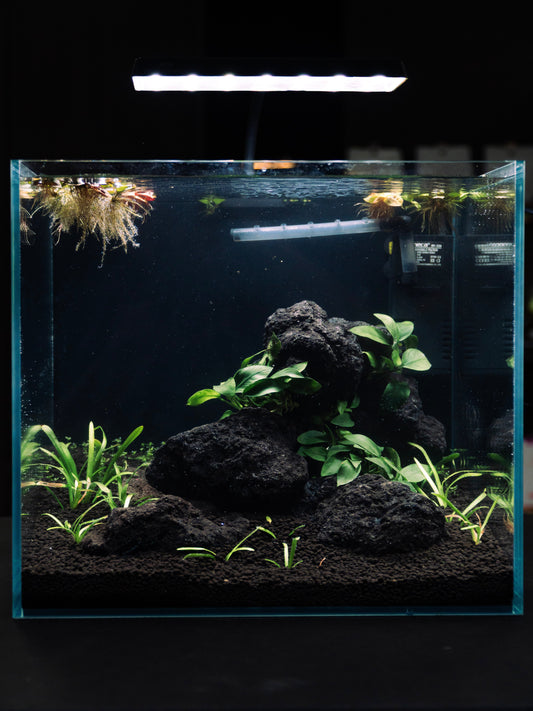 Shrimp Classic Aquascape Workshop(2 Pax)