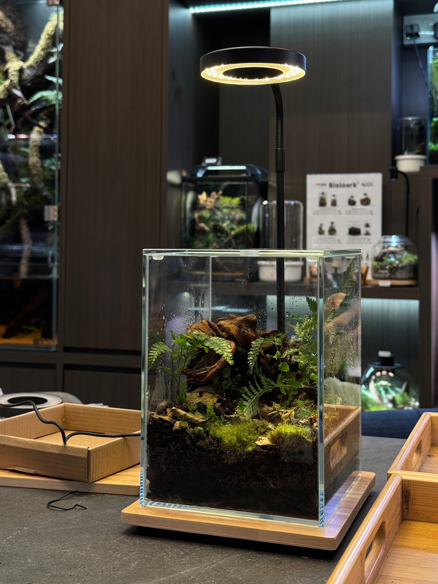 Standard Nature Terrarium Workshop