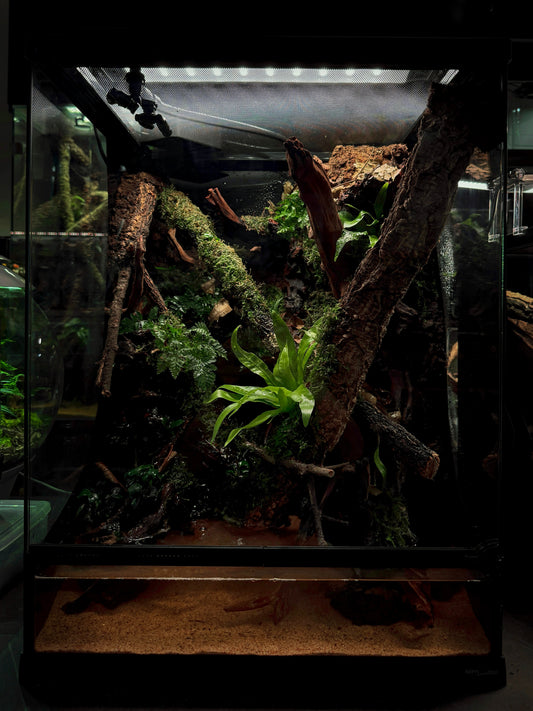 White’s Tree Frog Enclosure Workshop