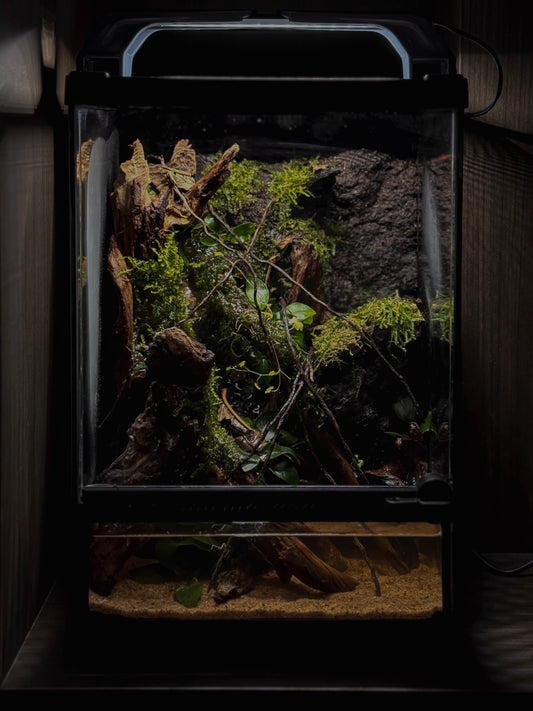 Mini Paludarium Workshop(20x30x30cm)