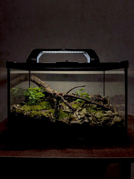 Isopod Enclosure Workshop